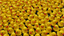 ducks